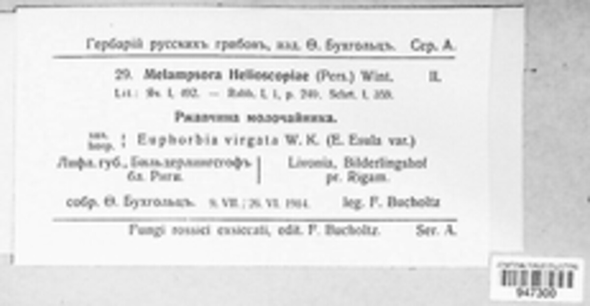 Melampsora euphorbiae image